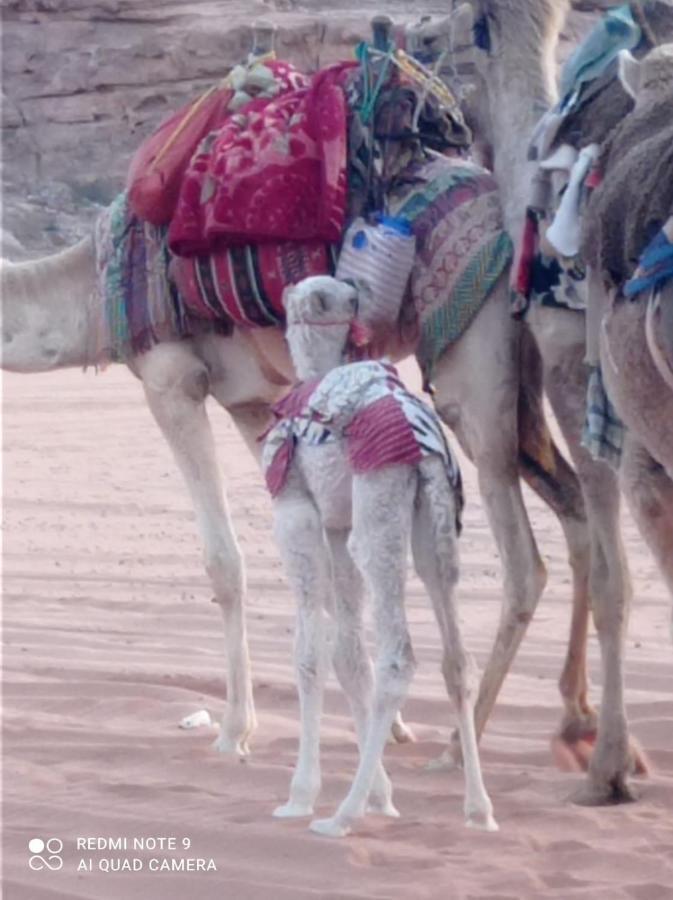 Hotel Orbit Camp 2 Wadi Rum Zewnętrze zdjęcie